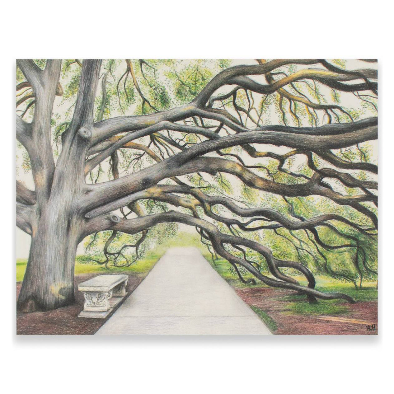Century Tree Note Card