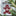 Texas A&M Gingerbread Ornament