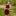 Collegiate Outfitters Italian Belted Corduroy Mini Dress - Maroon