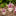 Texas A&M Spirit Stakes Gig 'Em Thumb Small Plant Stake
