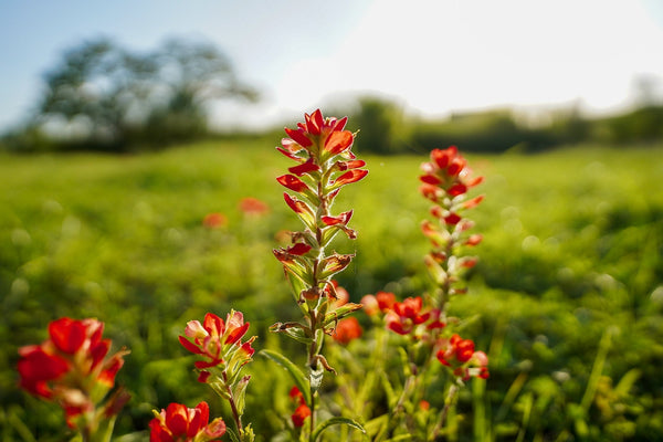 Texas Maroon Bluebonnets: The State Flower, in Aggie Colors