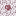 Texas A&M Youth Earnest Pattern Polo