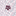 Texas A&M Horn Legend Traditions Wordmark Polo