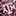 Texas A&M Logo Brand Raschel Throw
