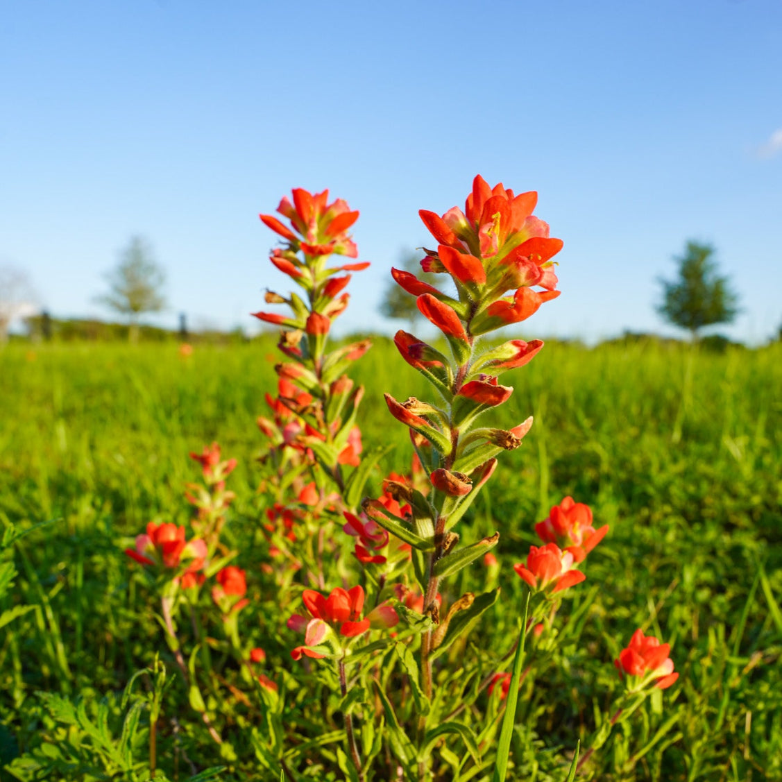 Maroon Bluebonnet Seeds