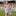 Texas A&M Youth Beatrice Stripe Polo Dress