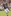 Trayveon Williams #5 5x7 Picture