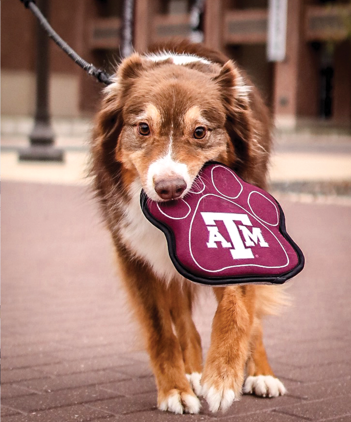 Texas A&M Paw Shaped Squeak Toy