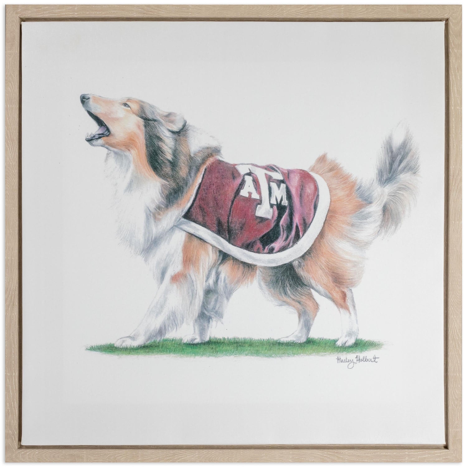 Texas A&M Reveille Framed Canvas