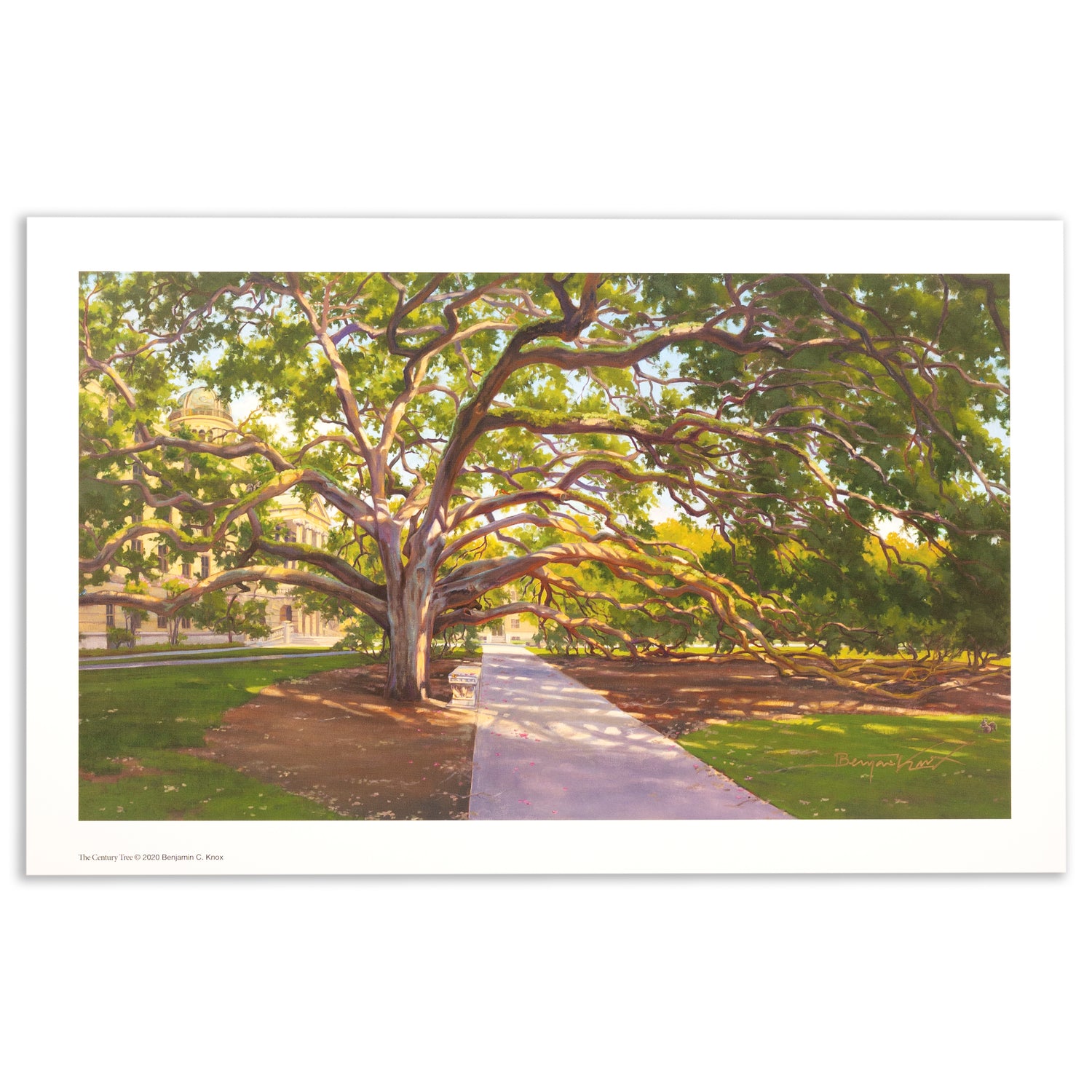 Benjamin Knox Century Tree 2020