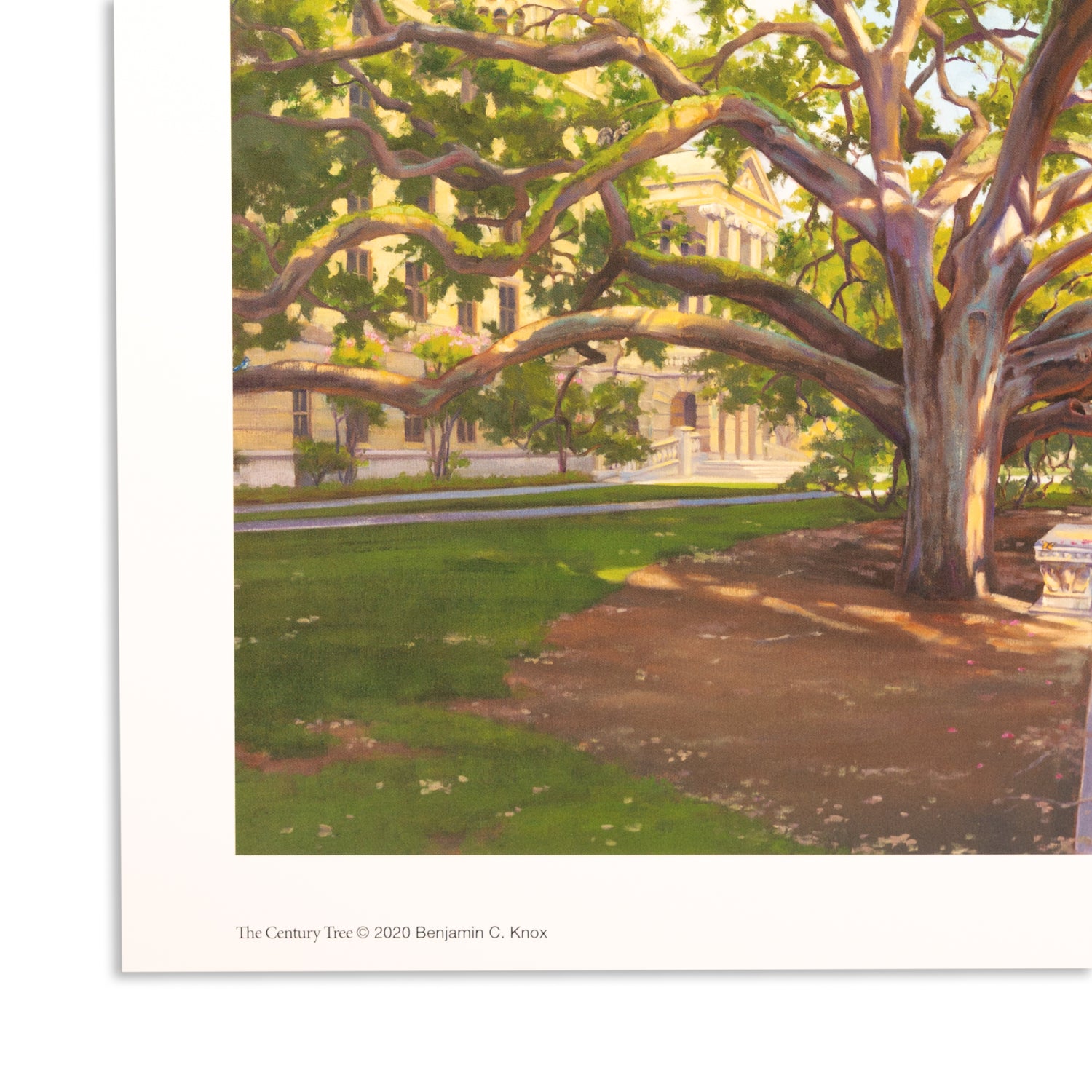 Benjamin Knox Century Tree 2020