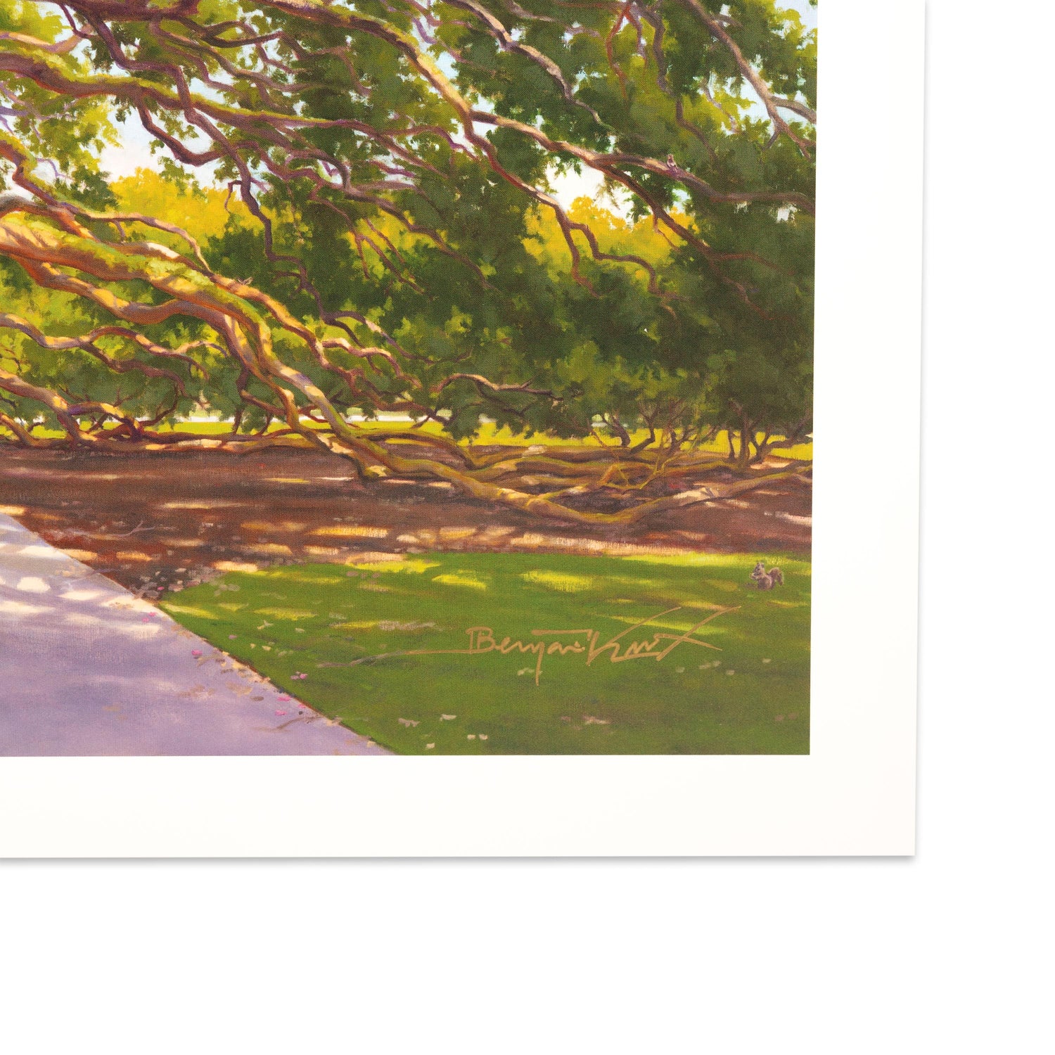 Benjamin Knox Century Tree 2020